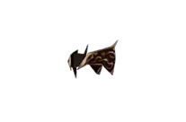 Vine Helm Drop Locations