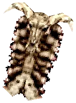 Skull Shield Drop Locations