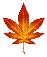 Maple Leaf Drop Locations
