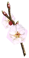 White Cherry Blossom Branch Drop Locations
