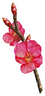 Red Cherry Blossom Branch Drop Locations